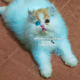 Persian cat Solapur